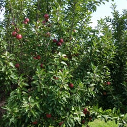Woodstock Country Orchard