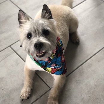 K & A  Grooming - Pet Groomers Near Me - Pflugerville, Texas