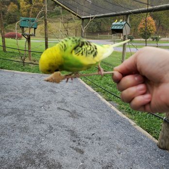 Virginia Safari Park - Budgie feeding - fun and very hands on - Zoos Near Me - Natural Bridge, Virginia Virginia Safari Park - Budgie feeding - fun and very hands on - Zoos Near Me - Natural Bridge, Virginia