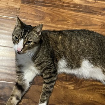 SPCA Tampa Bay - Adopted Pet - Animal Shelters Near Me - Largo, Florida SPCA Tampa Bay - Adopted Pet - Animal Shelters Near Me - Largo, Florida