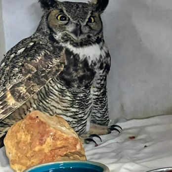 Wild Heart Ranch - Amazing wild animal rescue! - Animal Shelters Near Me - Claremore, Oklahoma Wild Heart Ranch - Amazing wild animal rescue! - Animal Shelters Near Me - Claremore, Oklahoma