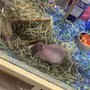 Pet Supermarket