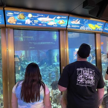 Shedd Aquarium - Caribbean reef - Aquariums Near Me - Chicago, Illinois