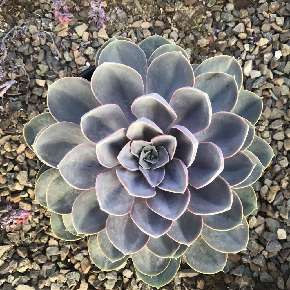 Plantenders Nursery - Picked this beauty up. Almost perfectly symmetrical with hints of green, blue and lavender. - Nurseries & Gardening Near Me - Silverado, California