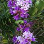 Laguna Hills Park