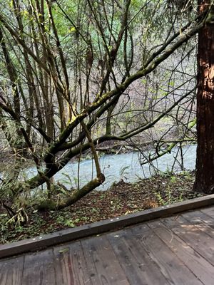Muir Woods National Monument by null