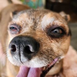 Pet Me Scratch Me - Onalaska - My dog.
