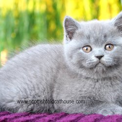 Scottish Fold Kittens Cattery - Blue Scottish straight female