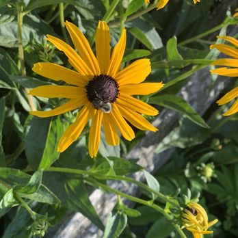 Trapp Family Lodge - The bees and the flowers - Hotels Near Me - Stowe, Vermont