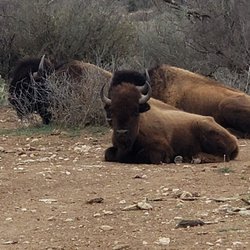 San Angelo State Park - Bison