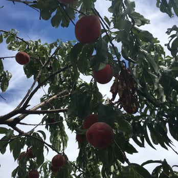 Davis Peach Farm - Fruits & Veggies Near Me - Wading River, New York