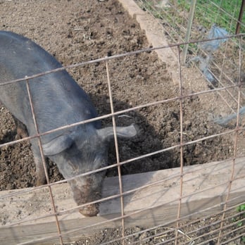 Homestead Farm - Pig! - Fruits & Veggies Near Me - Poolesville, Maryland