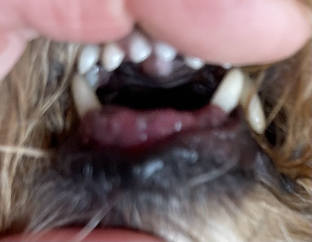 BRIDGER ANIMAL HOSPITAL & HAYSTACK PET RESORT Updated July 2024 11