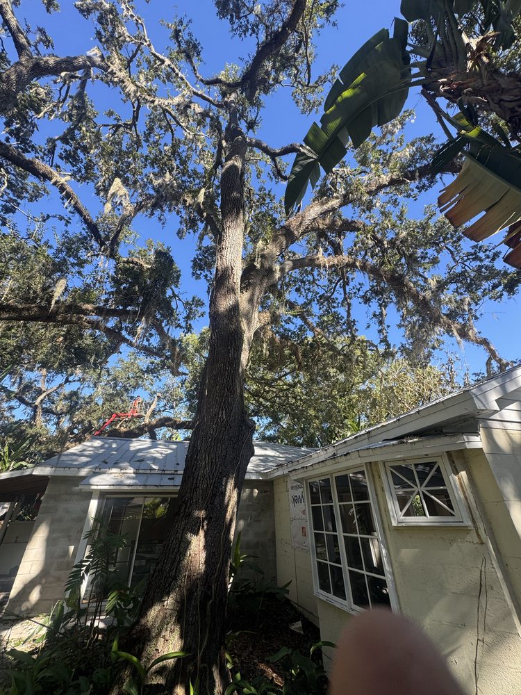 Buccaneer Tree Service - tree service in Lutz, FL