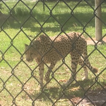 Panther Ridge Conservation Center - Cheetah - Zoos Near Me - Loxahatchee, Florida Panther Ridge Conservation Center - Cheetah - Zoos Near Me - Loxahatchee, Florida