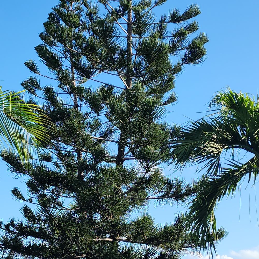 Tim Matthews Tree & Landscape - Norfolk Pine, original - Landscaping Near Me - Tavernier, Florida Tim Matthews Tree & Landscape - Norfolk Pine, original - Landscaping Near Me - Tavernier, Florida