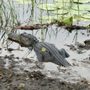 Wild Willy's Airboat Tours