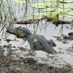 Wild Willy's Airboat Tours - On 10/02/26 - alligator.