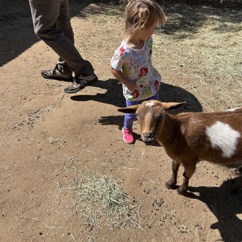 Happy Hens - Goats - Attraction Farms Near Me - Ramona, California
