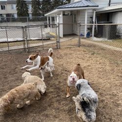 Rexpointe Kennels