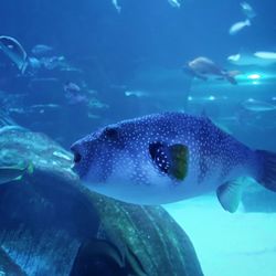 Sealife