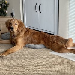Country Charm Pet Grooming