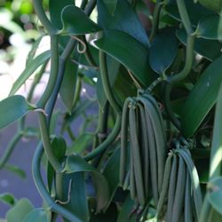 Laie Vanilla Company