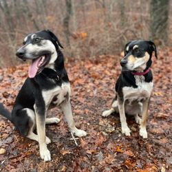 Big Paws of The Ozarks
