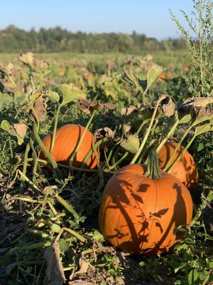 Swans Trail Farms by null