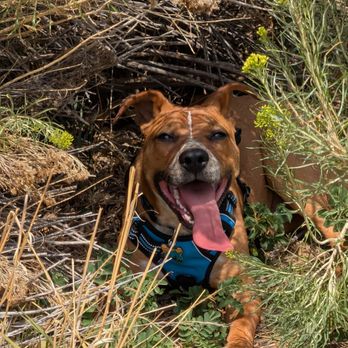 Modern Animal Cherry Creek - Happy Dog - Veterinarians Near Me - Denver, Colorado Modern Animal Cherry Creek - Happy Dog - Veterinarians Near Me - Denver, Colorado