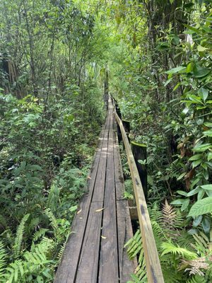 Highlands Hammock State Park by null
