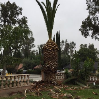 JBS Tree Care - JBS Tree Service - Tree Services Near Me - Pomona, California JBS Tree Care - JBS Tree Service - Tree Services Near Me - Pomona, California