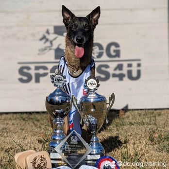 D&C Dog Training - Rudy winning all the trophies! - Pet Training Near Me - Woodlawn, Tennessee D&C Dog Training - Rudy winning all the trophies! - Pet Training Near Me - Woodlawn, Tennessee