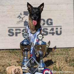 D&C Dog Training - Rudy winning all the trophies!