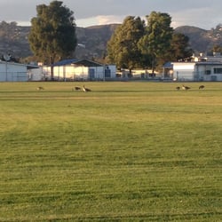 Monte Vista Intermediate School - These geese have been hanging out in this field for several days now.