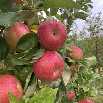 Picnic Hill Orchard - Apples - Pick Your Own Farms Near Me - Lincoln, Nebraska Picnic Hill Orchard - Apples - Pick Your Own Farms Near Me - Lincoln, Nebraska