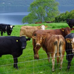 Scotland History Tours
