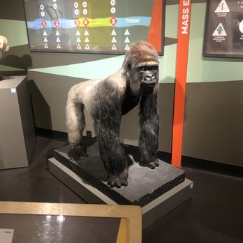 Buffalo Museum of Science - Museums Near Me - Buffalo, New York Buffalo Museum of Science - Museums Near Me - Buffalo, New York