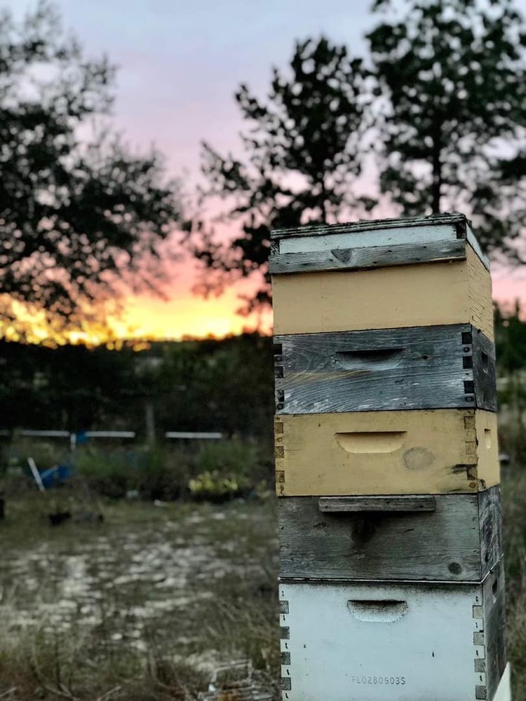 Food from Beelicious Honey