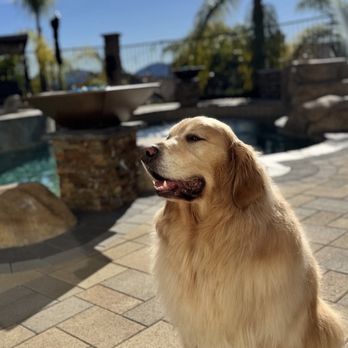 Couture Pet Grooming - Stud!! - Pet Groomers Near Me - Lake Elsinore, California Couture Pet Grooming - Stud!! - Pet Groomers Near Me - Lake Elsinore, California