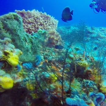 Aqua Safari - Scuba Diving Near Me - Cozumel, ROO Aqua Safari - Scuba Diving Near Me - Cozumel, ROO