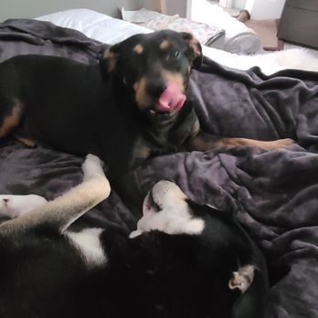 Debra's Dog Den - They Love Debra - Pet Sitting Near Me Debra's Dog Den - They Love Debra - Pet Sitting Near Me