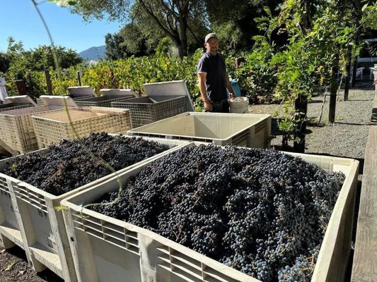 Charter Oak Winery by null