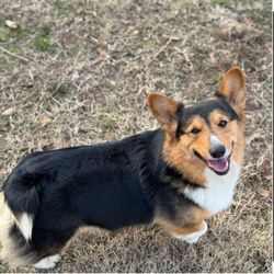 Hope Valley Homecare Services - My fur baby