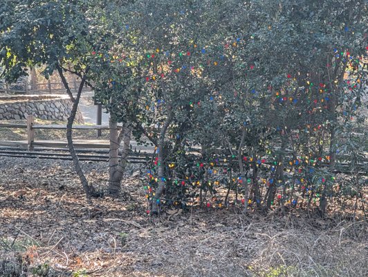 Irvine Regional Park by null