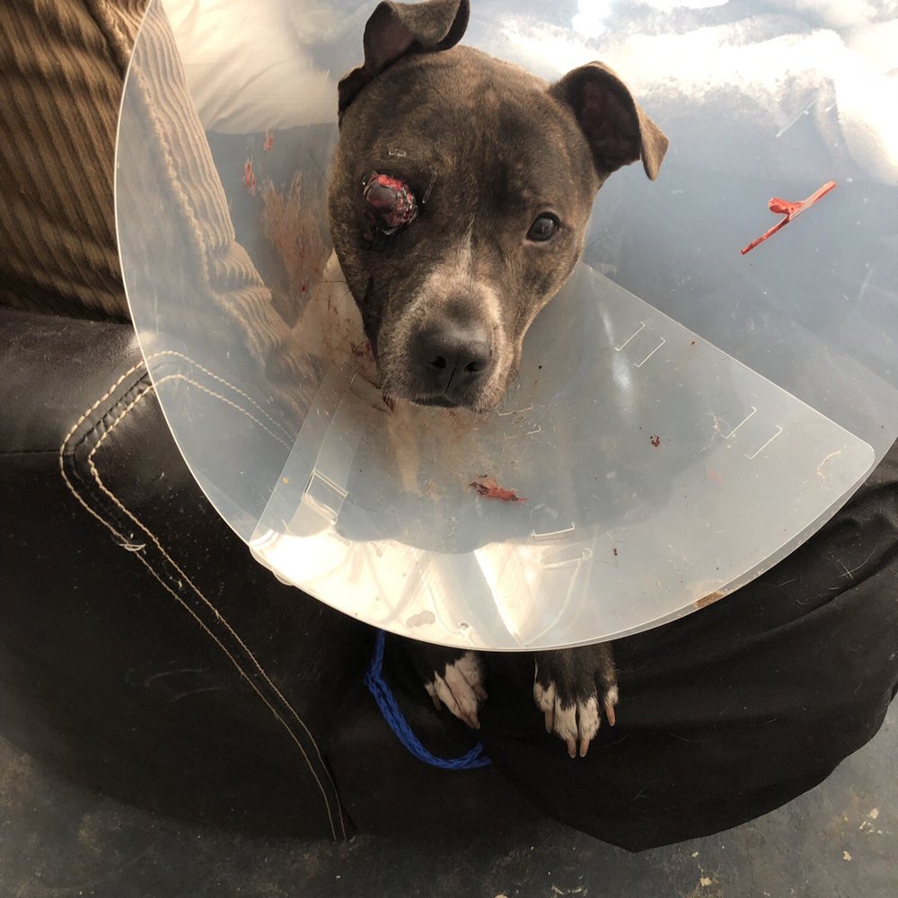 BluePearl Pet Hospital - Veterinarians Near Me - Spring, Texas BluePearl Pet Hospital - Veterinarians Near Me - Spring, Texas