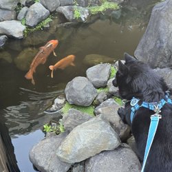 Spirit Mountain Casino RV Park - Koi stream in front of the main casino entrance. Rex not harassing the fish. He likes to walk to see them.