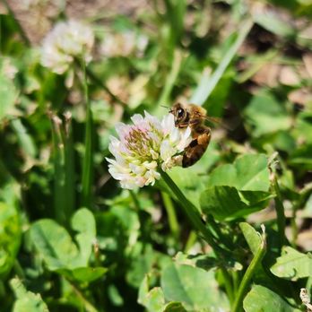 Alpine Blue Farms - Bumble Bee - Pick Your Own Farms Near Me - Stockton, California Alpine Blue Farms - Bumble Bee - Pick Your Own Farms Near Me - Stockton, California