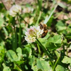 Alpine Blue Farms - Bumble Bee