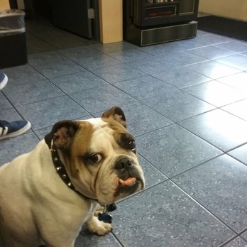 German Car Depot - You will make a new friend, Bruno. - Auto Repair Near Me - Hollywood, Florida German Car Depot - You will make a new friend, Bruno. - Auto Repair Near Me - Hollywood, Florida